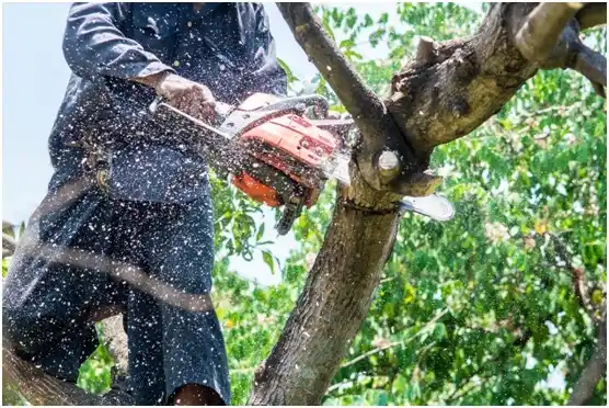 tree services St. Peter
